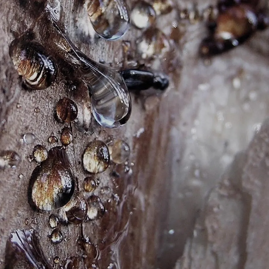 Bvlgari MAN Wood Essence Eau de Parfum Spray