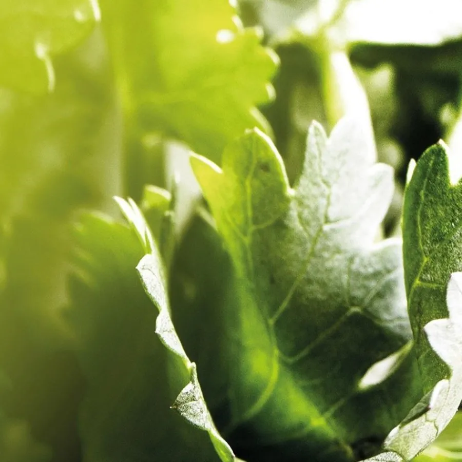 Bvlgari MAN Wood Essence Eau de Parfum Spray