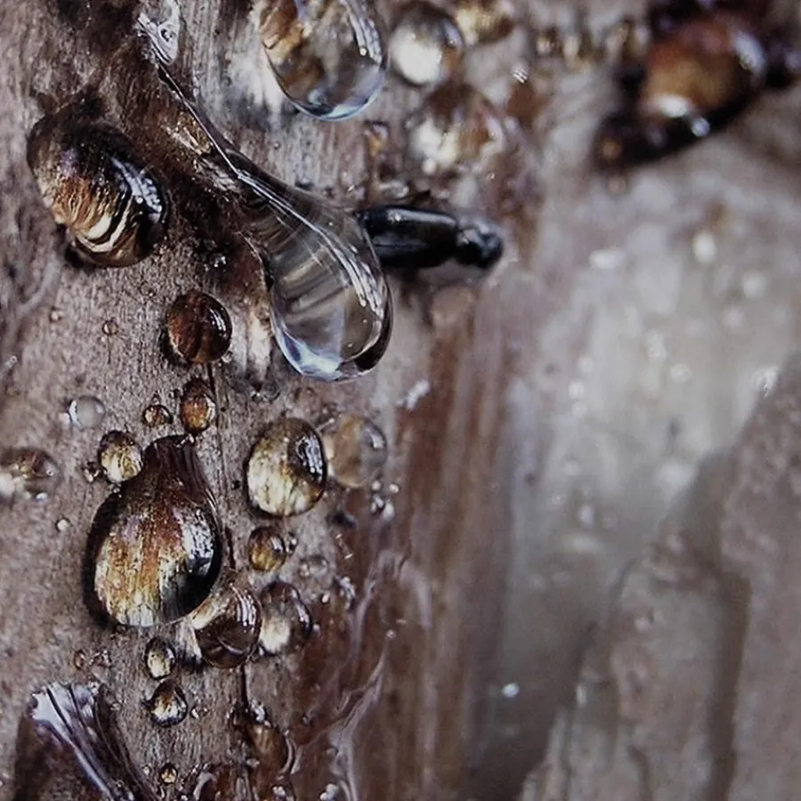 Bvlgari MAN Wood Essence Eau de Parfum Spray