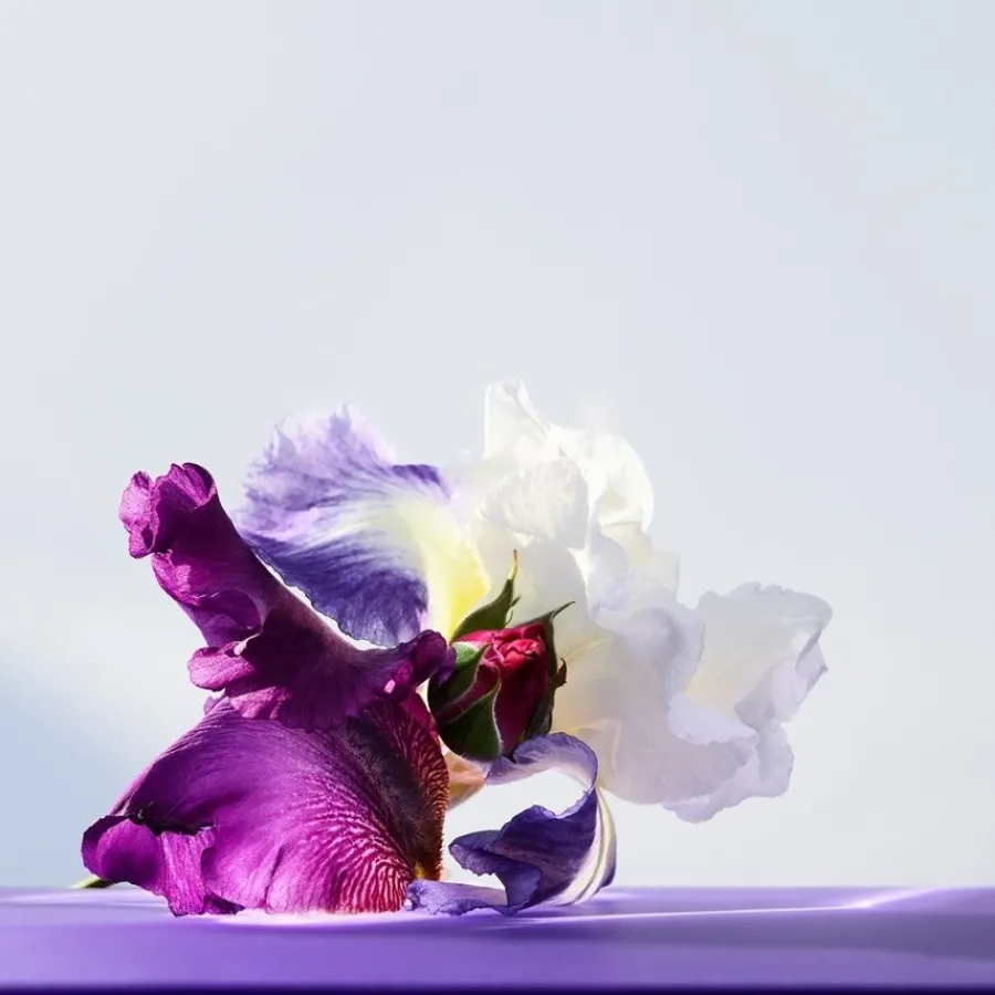 Bvlgari Omnia Amethyste Eau de Toilette Spray