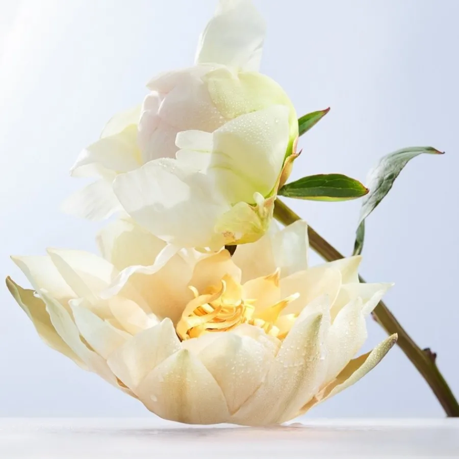 Bvlgari Omnia Crystalline Eau de Toilette Spray Discount