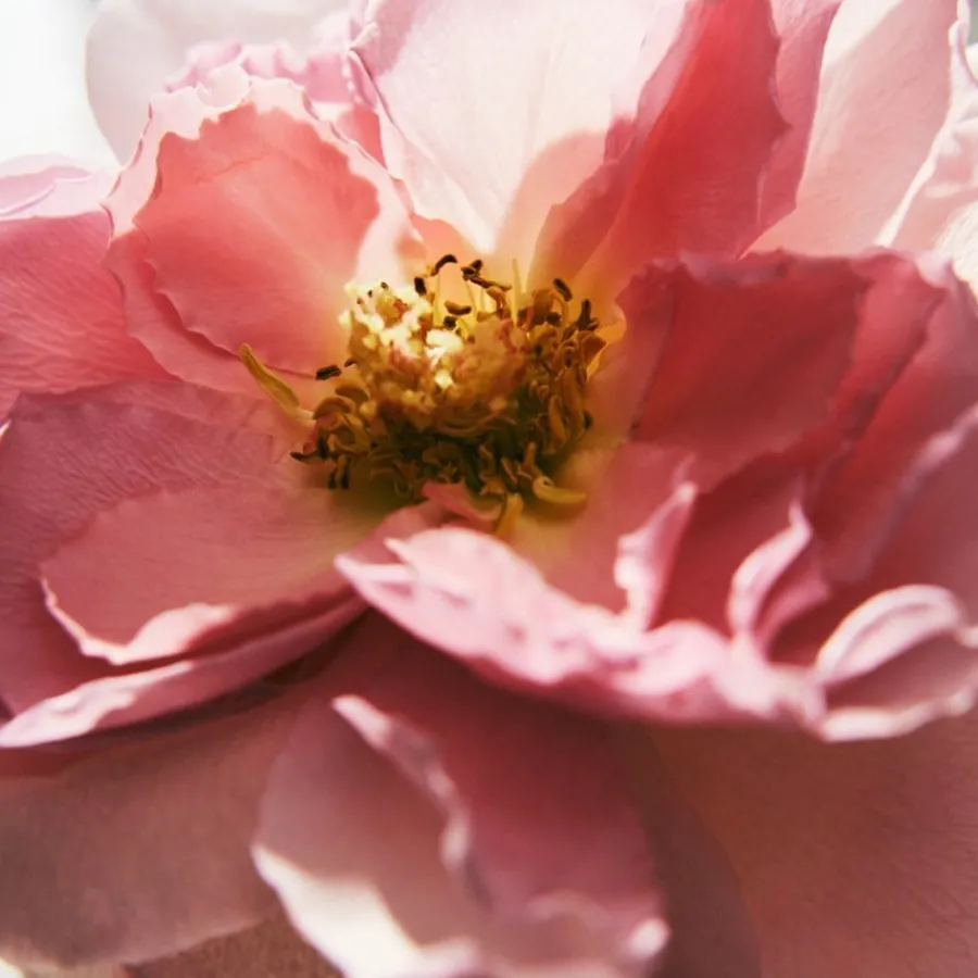 Chlou00E9 Chloé Chloé Naturelle Eau de Parfum Spray