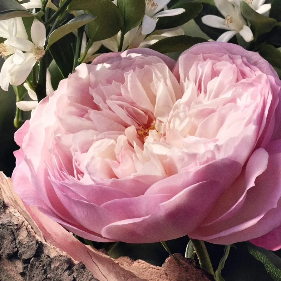 Chlou00E9 Chloé Eau de Parfum Spray Rose Naturelle von Chloé Clearance