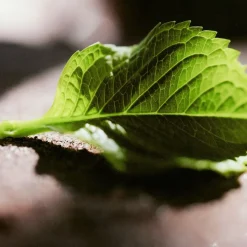 Chlou00E9 Chloé Nomade Jasmin Naturel Intense  Eau de Parfum Spray Intense