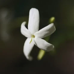 Chlou00E9 Chloé Nomade Jasmin Naturelle Eau de Parfum Spray