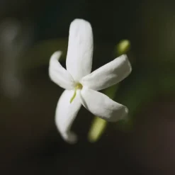 Chlou00E9 Chloé Nomade Jasmin Naturelle Eau de Parfum Spray