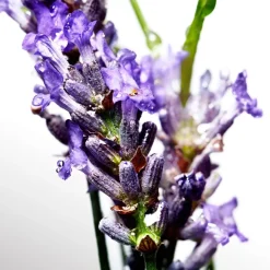 Davidoff Cool Water Eau de Toilette Spray von Best