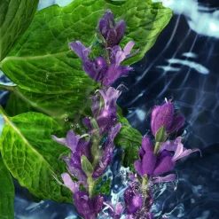 Davidoff Cool Water Eau de Toilette Spray von Best