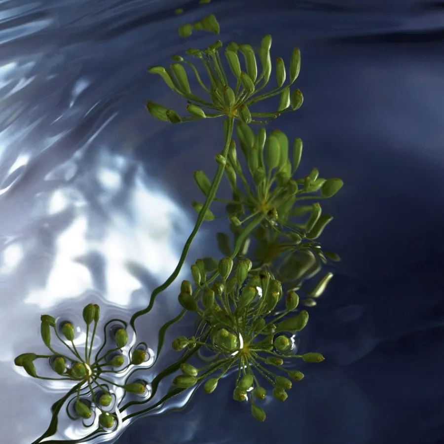 Davidoff Cool Water Reborn Eau de Toilette Spray