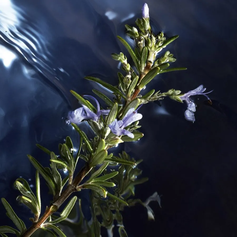 Davidoff Cool Water Reborn Eau de Toilette Spray