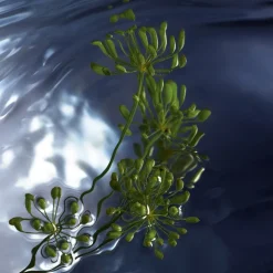 Davidoff Cool Water Reborn Eau de Toilette Spray