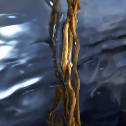 Davidoff Cool Water Reborn Eau de Toilette Spray