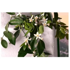 Dolceu0026Gabbana Devotion Eau de Parfum Intense Spray von Dolce&Gabbana Best