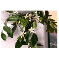 Dolceu0026Gabbana Devotion Eau de Parfum Intense Spray von Dolce&Gabbana Best