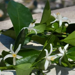 Dolceu0026Gabbana Devotion Eau de Parfum Spray von Dolce&Gabbana Online