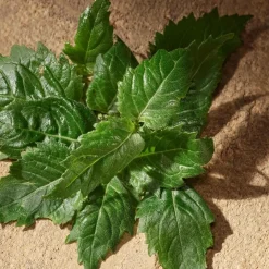 Dolceu0026Gabbana Devotion Men Eau de Parfum Spray von Dolce&Gabbana