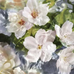 GUERLAIN Aqua Allegoria Flora Cherrysia Eau de Toilette Spray Best