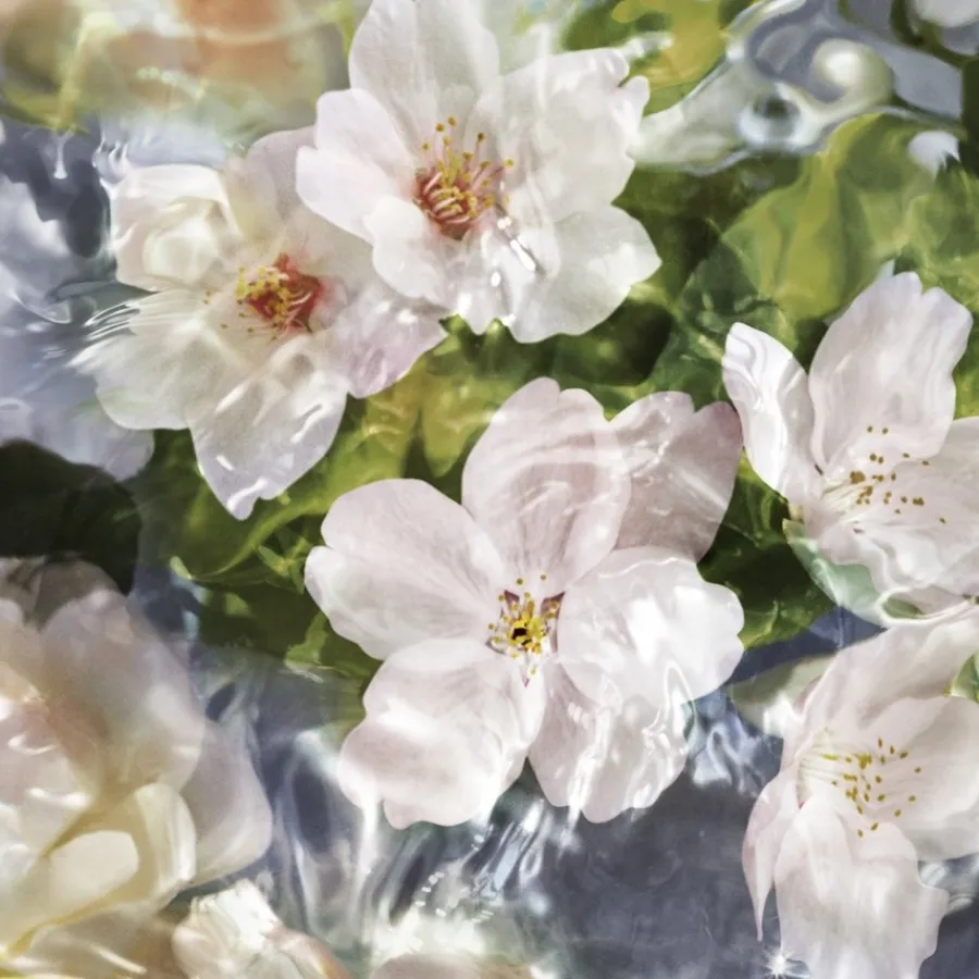 GUERLAIN Aqua Allegoria Flora Cherrysia Eau de Toilette Spray Best