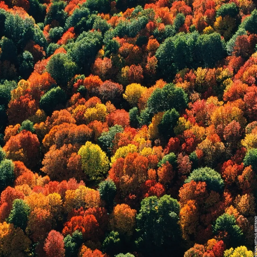 GUERLAIN Aqua Allegoria Oud Yuzu Forte Eau de Parfum Spray Outlet