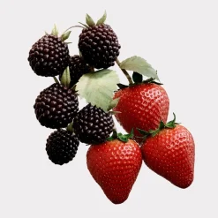 Burberry Her Elixir Eau de Parfume Spray von Outlet