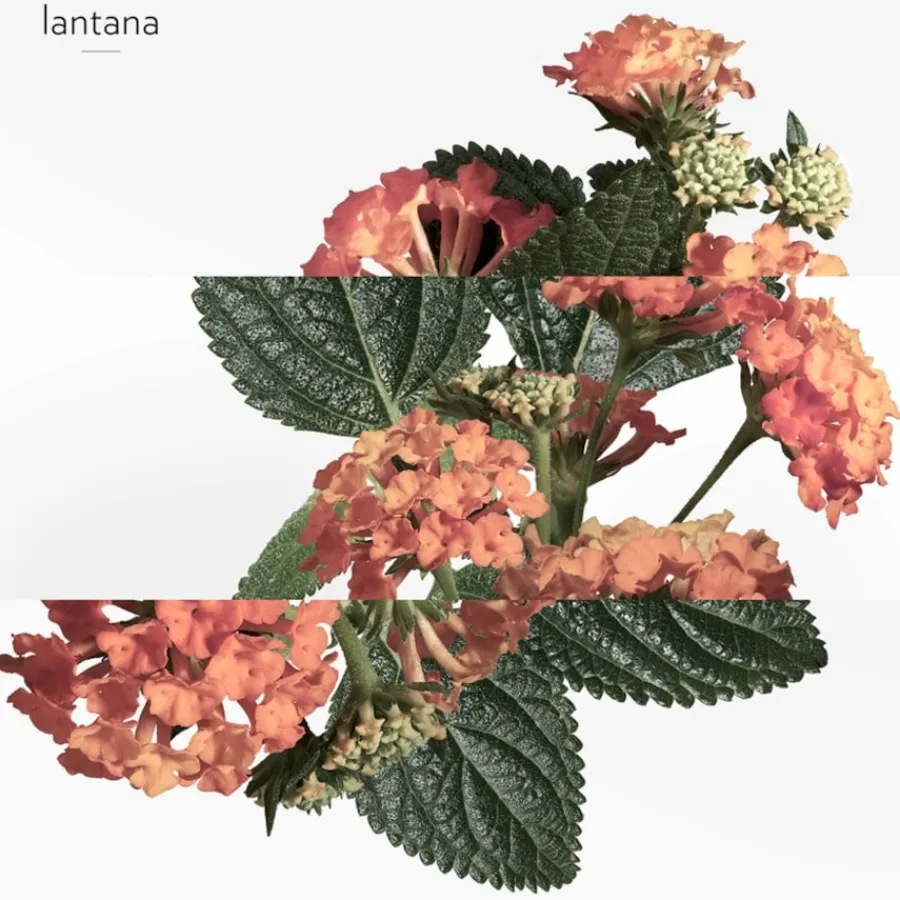 Hermès Hermès Collection Colognes Eau de Rhubarbe Écarlate Eau de Cologne Spray