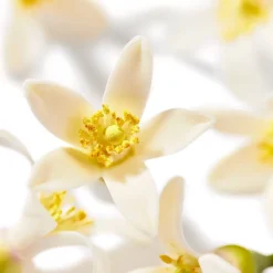 Nuxe Huile Prodigieuse Dry Oil Face, Body & Hair Neroli von Outlet