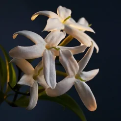 Rabanne Lady Million Deodorant Spray von