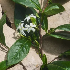 Dolceu0026Gabbana Light Blue Eau de Parfum Spray Capri in Love von Dolce&Gabbana