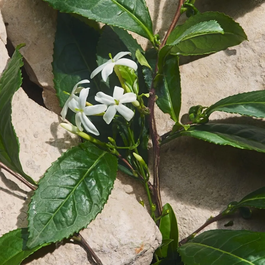 Dolceu0026Gabbana Light Blue Eau de Parfum Spray Capri in Love von Dolce&Gabbana