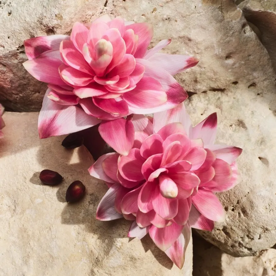 Dolceu0026Gabbana Light Blue Eau de Parfum Spray Capri in Love von Dolce&Gabbana