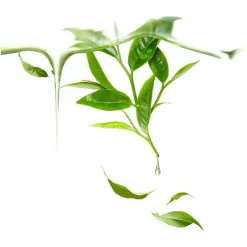 Foreo Maskenbehandlung UFO Mask Green Tea von Clearance