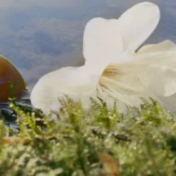 Chlou00E9 Nomade Eau de Parfum Spray von Chloé