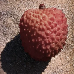 Chlou00E9 Nomade Eau de Toilette Spray von Chloé