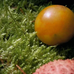 Chlou00E9 Nomade Eau de Toilette Spray von Chloé