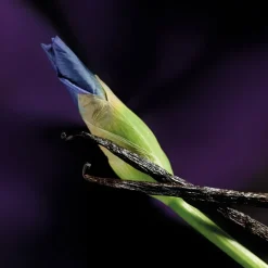 Maison Crivelli Olfactory Experiences Eau de Parfum Spray Iris Malikhan von New