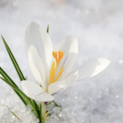 Maison Crivelli Olfactory Experiences Eau de Parfum Spray Fleur Diamantine von