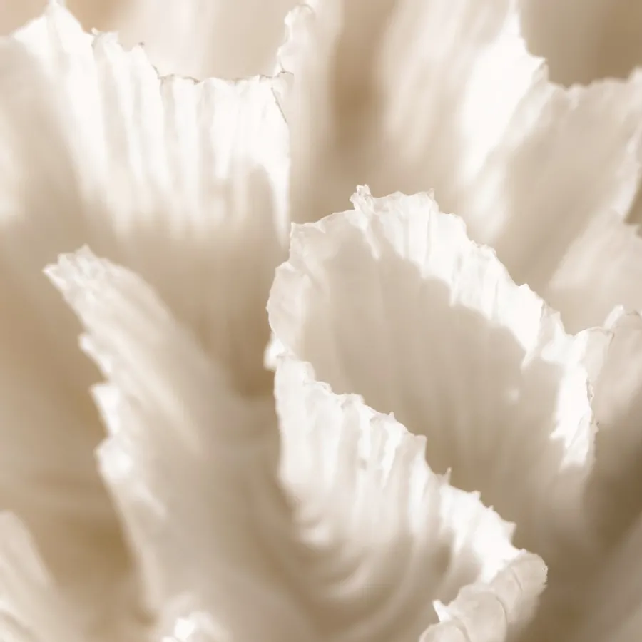 Maison Crivelli Olfactory Experiences Eau de Parfum Spray Rose SaltifOlia von