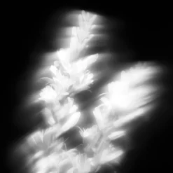 Maison Crivelli Olfactory Shocks Extrait de Parfum Spray Tubéreuse Astrale von