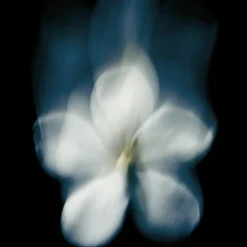 Maison Crivelli Olfactory Shocks Extrait de Parfum Spray Patchouli MagnetiK von Outlet