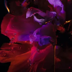 DIOR Poison Silky Body Lotion Hypnotic Poison von