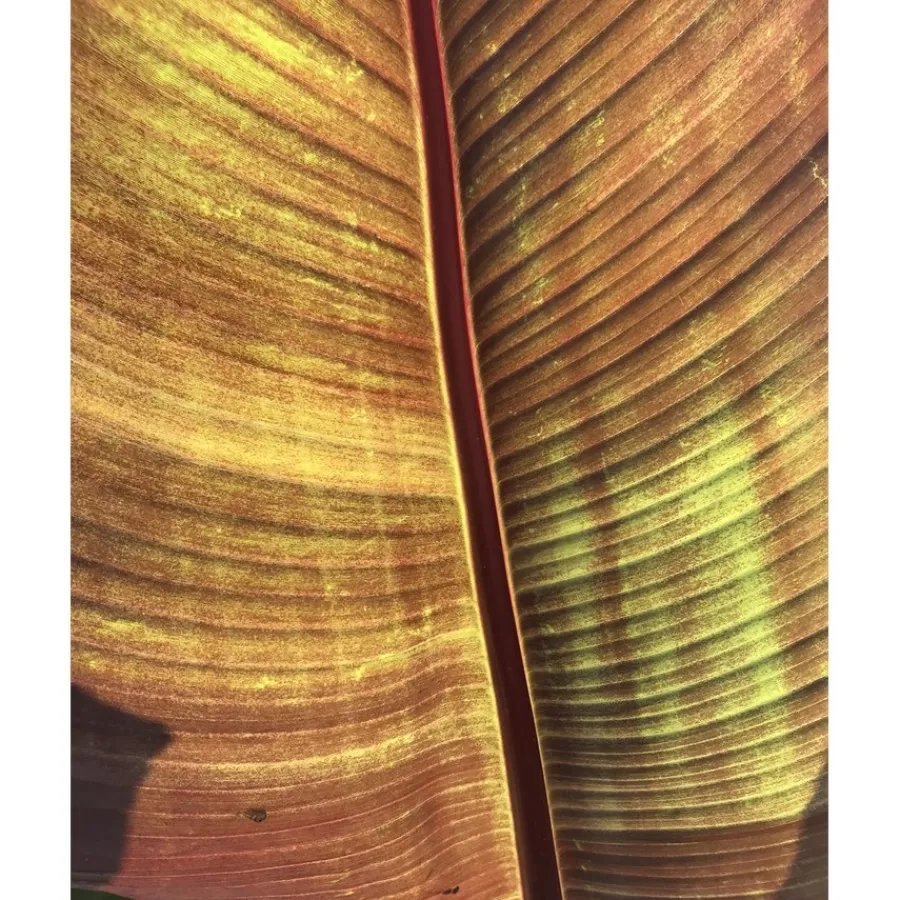 u00C9lisire Première Extrait de Parfum EAU PAPAGUÉNA von Élisire