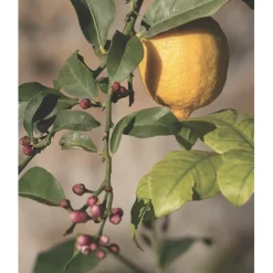 u00C9lisire Première Extrait de Parfum EAU PAPAGUÉNA von Élisire