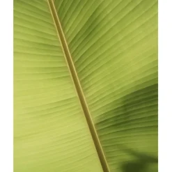 u00C9lisire Première Extrait de Parfum EAU PAPAGUÉNA von Élisire