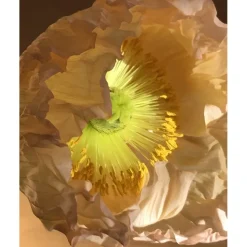 u00C9lisire Première Extrait de Parfum EAU PAPAGUÉNA von Élisire