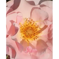 u00C9lisire Première Extrait de Parfum POUDRE DÉSIR von Élisire