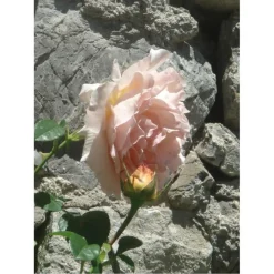 u00C9lisire Première Extrait de Parfum POUDRE DÉSIR von Élisire