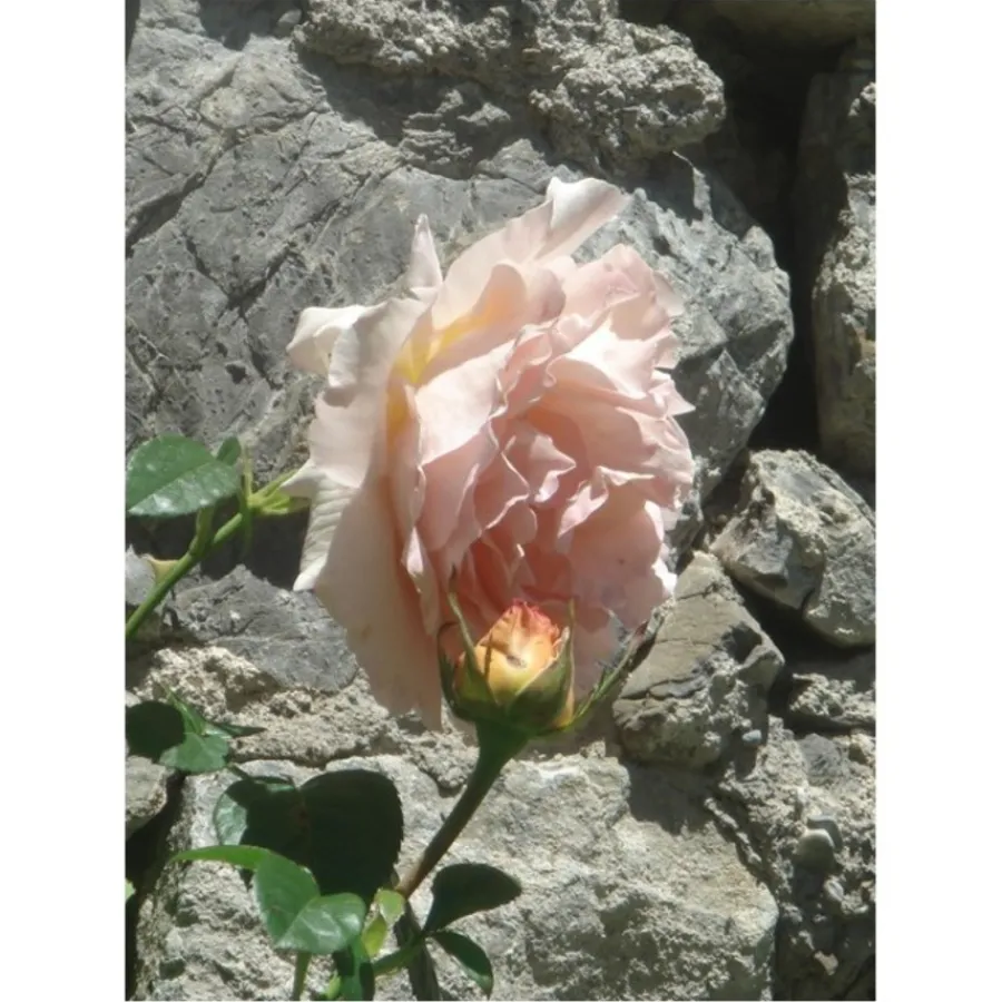 u00C9lisire Première Extrait de Parfum POUDRE DÉSIR von Élisire