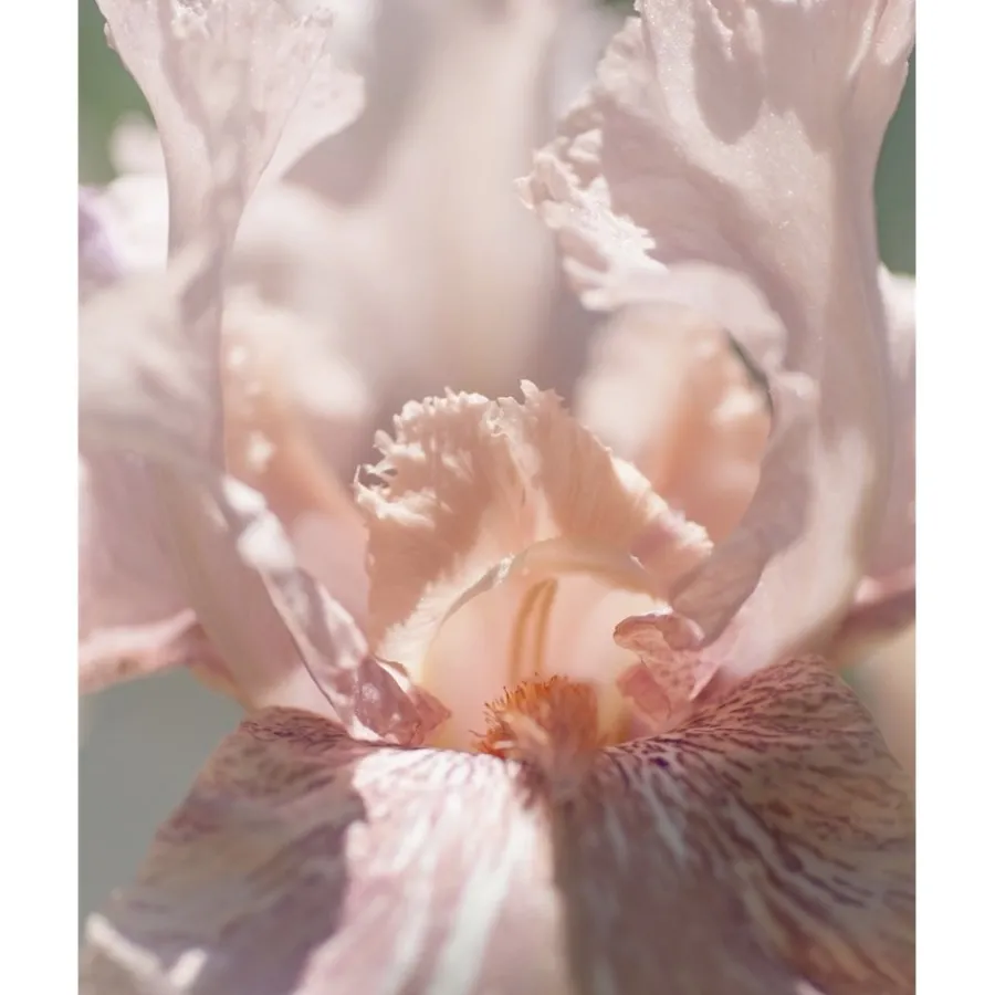 u00C9lisire Première Extrait de Parfum POUDRE DÉSIR von Élisire