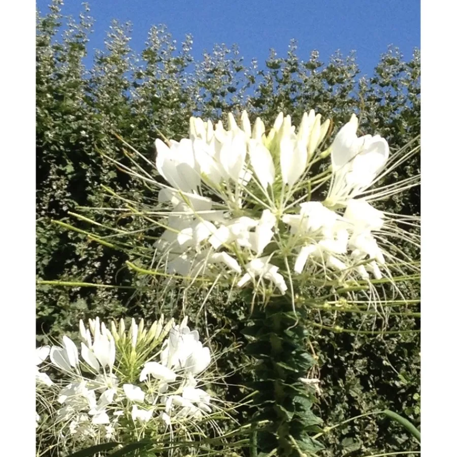 u00C9lisire Première Extrait de Parfum JASMIN PARADIS von Élisire