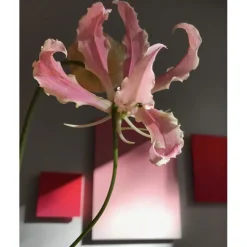 u00C9lisire Première Extrait de Parfum ELIXIR_ABSOLU von Élisire